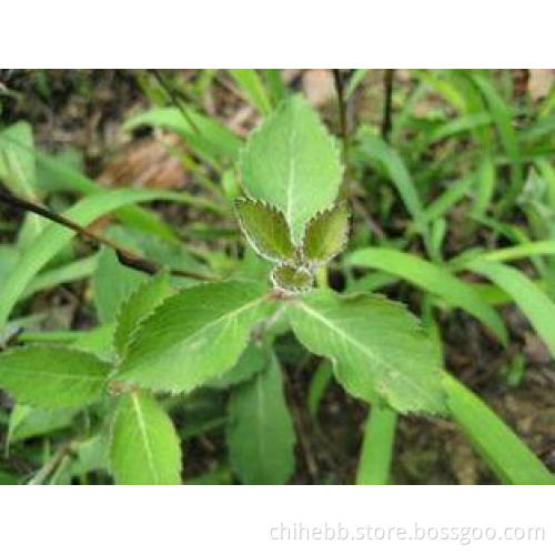 Radix Salviae Miltiorrhizae Extract , ISO Total Tanshinones